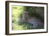 South African Leopard 004-Bob Langrish-Framed Photographic Print