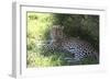 South African Leopard 004-Bob Langrish-Framed Photographic Print