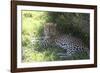 South African Leopard 004-Bob Langrish-Framed Photographic Print