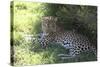 South African Leopard 004-Bob Langrish-Stretched Canvas