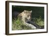 South African Leopard 006-Bob Langrish-Framed Photographic Print