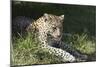 South African Leopard 006-Bob Langrish-Mounted Photographic Print