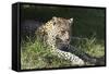 South African Leopard 006-Bob Langrish-Framed Stretched Canvas