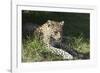 South African Leopard 006-Bob Langrish-Framed Photographic Print