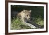 South African Leopard 006-Bob Langrish-Framed Photographic Print