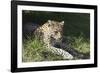 South African Leopard 006-Bob Langrish-Framed Photographic Print