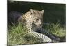 South African Leopard 006-Bob Langrish-Mounted Photographic Print