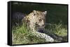 South African Leopard 006-Bob Langrish-Framed Stretched Canvas