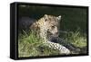 South African Leopard 006-Bob Langrish-Framed Stretched Canvas