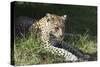 South African Leopard 006-Bob Langrish-Stretched Canvas