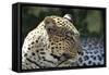 South African Leopard 007-Bob Langrish-Framed Stretched Canvas