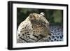 South African Leopard 007-Bob Langrish-Framed Photographic Print