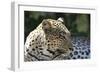 South African Leopard 007-Bob Langrish-Framed Photographic Print