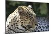 South African Leopard 007-Bob Langrish-Mounted Photographic Print