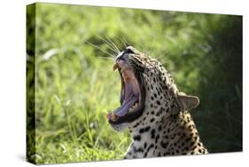 South African Leopard 009-Bob Langrish-Stretched Canvas