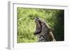 South African Leopard 009-Bob Langrish-Framed Photographic Print