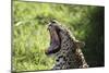 South African Leopard 009-Bob Langrish-Mounted Photographic Print