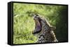 South African Leopard 009-Bob Langrish-Framed Stretched Canvas