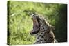 South African Leopard 009-Bob Langrish-Stretched Canvas