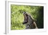 South African Leopard 009-Bob Langrish-Framed Photographic Print