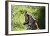 South African Leopard 009-Bob Langrish-Framed Photographic Print