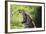 South African Leopard 009-Bob Langrish-Framed Photographic Print