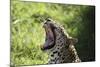 South African Leopard 009-Bob Langrish-Mounted Photographic Print