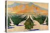 South African Orange Orchards, from the Series 'Summer's Oranges from South Africa'-Guy Kortright-Stretched Canvas