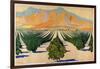 South African Orange Orchards, from the Series 'Summer's Oranges from South Africa'-Guy Kortright-Framed Giclee Print