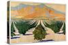 South African Orange Orchards, from the Series 'Summer's Oranges from South Africa'-Guy Kortright-Stretched Canvas