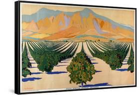 South African Orange Orchards, from the Series 'Summer's Oranges from South Africa'-Guy Kortright-Framed Stretched Canvas