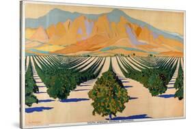 South African Orange Orchards, from the Series 'Summer's Oranges from South Africa'-Guy Kortright-Stretched Canvas