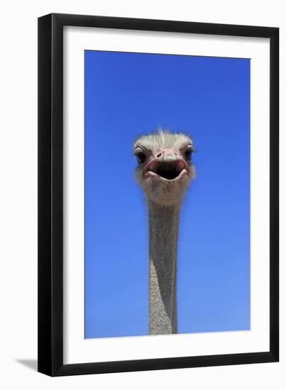 South African Ostrich (Struthio camelus australis) adult male, Little Karoo-Jurgen & Christine Sohns-Framed Photographic Print