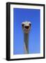 South African Ostrich (Struthio camelus australis) adult male, Little Karoo-Jurgen & Christine Sohns-Framed Photographic Print