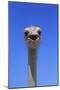 South African Ostrich (Struthio camelus australis) adult male, Little Karoo-Jurgen & Christine Sohns-Mounted Photographic Print