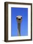 South African Ostrich (Struthio camelus australis) adult male, Little Karoo-Jurgen & Christine Sohns-Framed Photographic Print