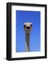 South African Ostrich (Struthio camelus australis) adult male, Little Karoo-Jurgen & Christine Sohns-Framed Photographic Print