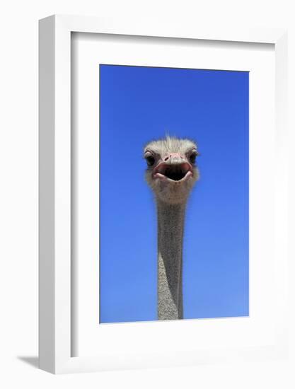 South African Ostrich (Struthio camelus australis) adult male, Little Karoo-Jurgen & Christine Sohns-Framed Photographic Print