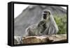 South African Vervet Monkey 005-Bob Langrish-Framed Stretched Canvas
