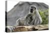 South African Vervet Monkey 005-Bob Langrish-Stretched Canvas