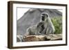 South African Vervet Monkey 005-Bob Langrish-Framed Photographic Print