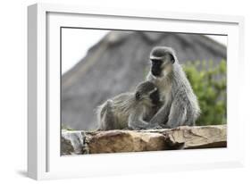 South African Vervet Monkey 005-Bob Langrish-Framed Photographic Print