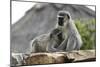 South African Vervet Monkey 005-Bob Langrish-Mounted Photographic Print