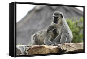 South African Vervet Monkey 005-Bob Langrish-Framed Stretched Canvas