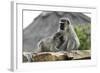 South African Vervet Monkey 005-Bob Langrish-Framed Photographic Print