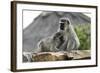 South African Vervet Monkey 005-Bob Langrish-Framed Photographic Print