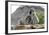 South African Vervet Monkey 005-Bob Langrish-Framed Photographic Print