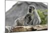 South African Vervet Monkey 005-Bob Langrish-Mounted Photographic Print