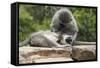 South African Vervet Monkey 006-Bob Langrish-Framed Stretched Canvas