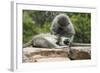 South African Vervet Monkey 006-Bob Langrish-Framed Photographic Print